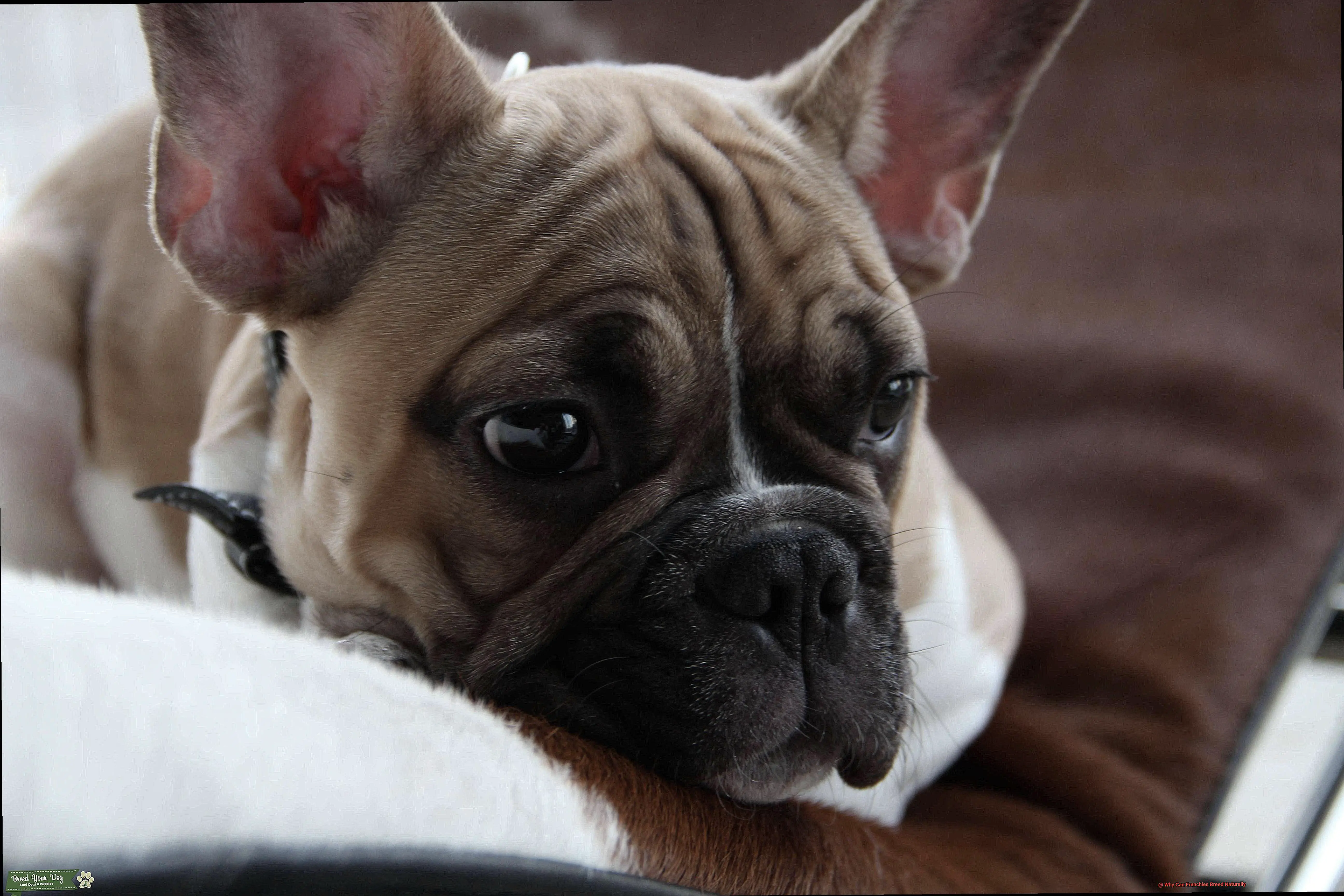 Why Can Frenchies Breed Naturally-2