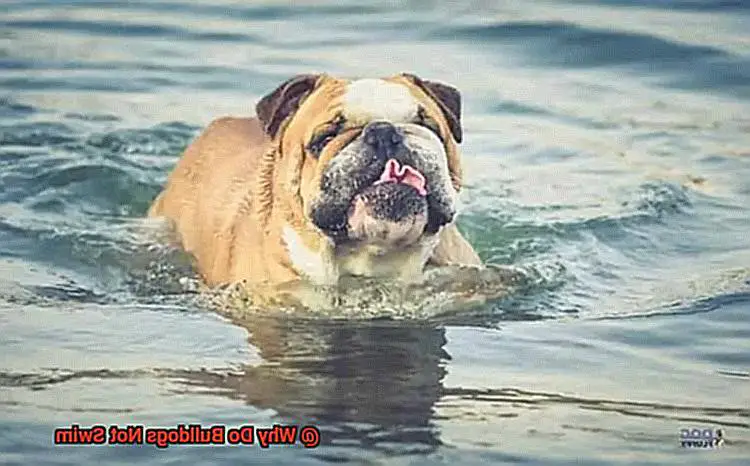 Why Do Bulldogs Not Swim-3