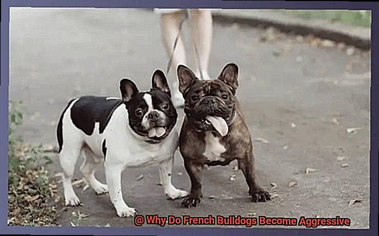 Why Do French Bulldogs Become Aggressive-4