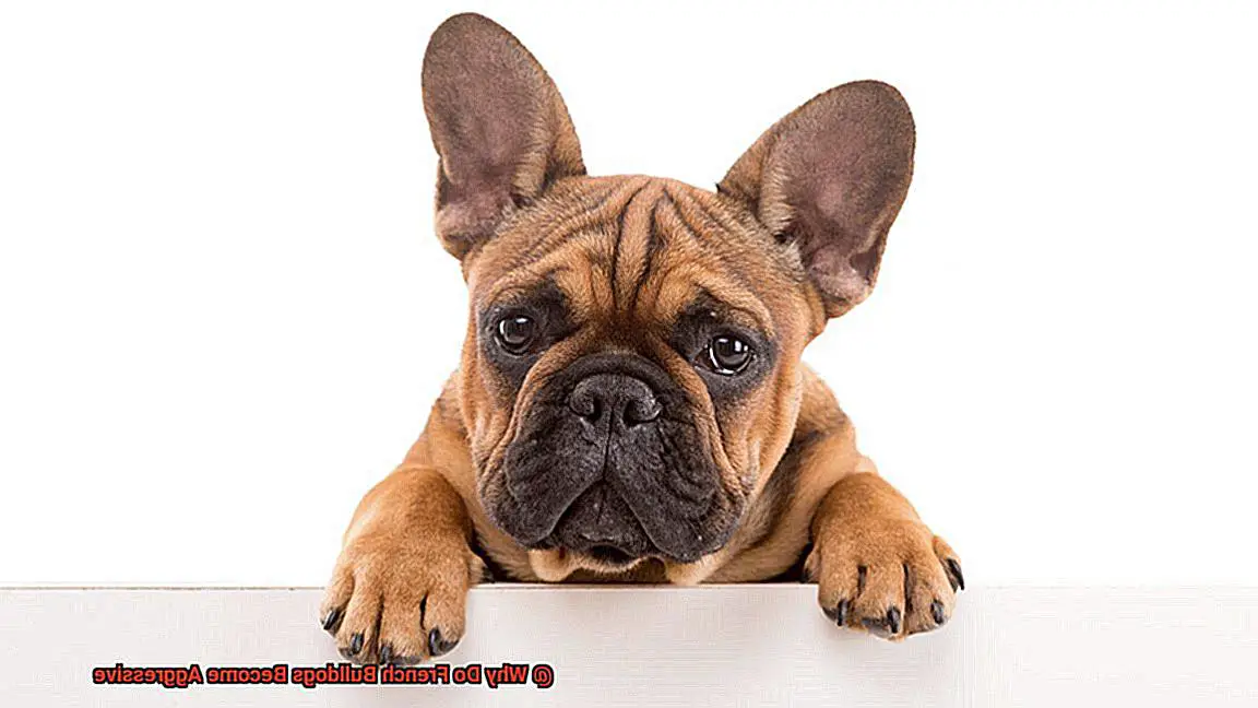 Why Do French Bulldogs Become Aggressive-3