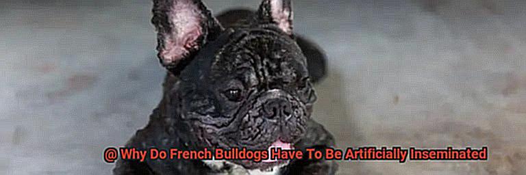 Why Do French Bulldogs Have To Be Artificially Inseminated-3