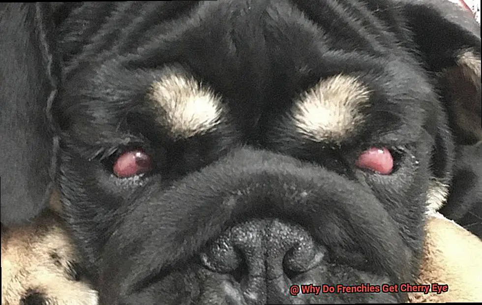 Why Do Frenchies Get Cherry Eye-2