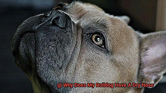 Why Does My Bulldog Have A Dry Nose-3