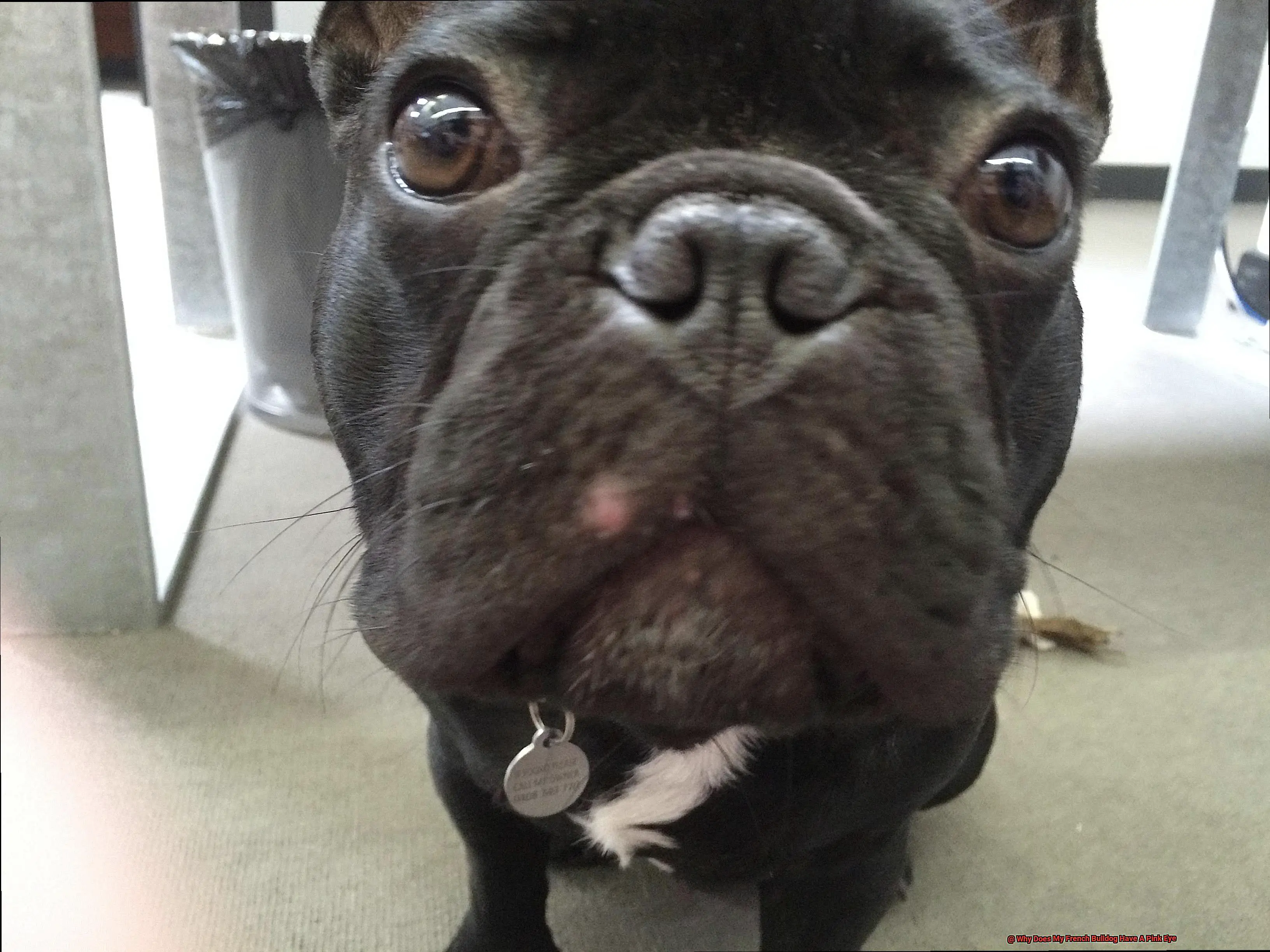 Why Does My French Bulldog Have A Pink Eye-2