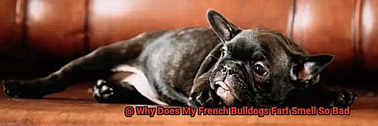 Why Does My French Bulldogs Fart Smell So Bad-3