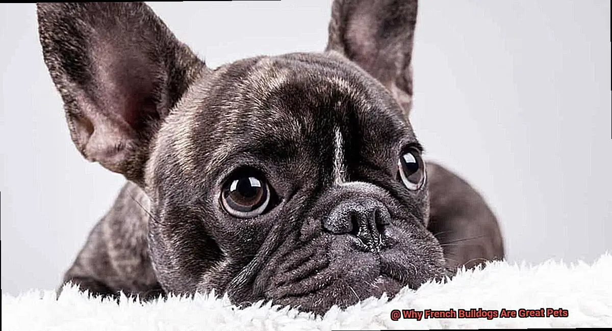 Why French Bulldogs Are Great Pets-2