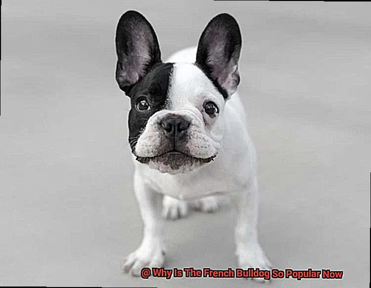 Why Is The French Bulldog So Popular Now-3