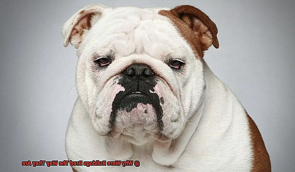 Why Were Bulldogs Bred The Way They Are-3