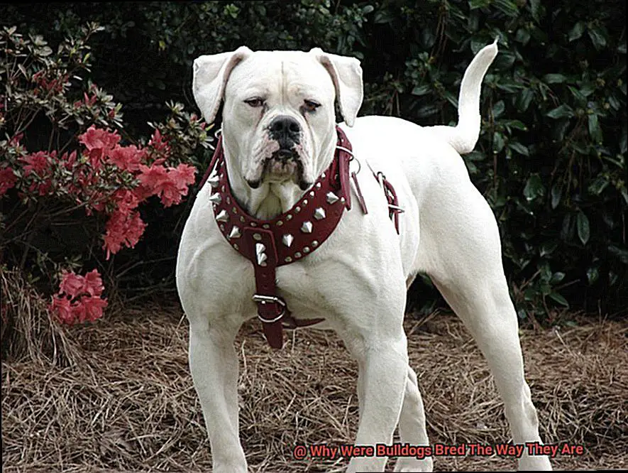 Why Were Bulldogs Bred The Way They Are-2