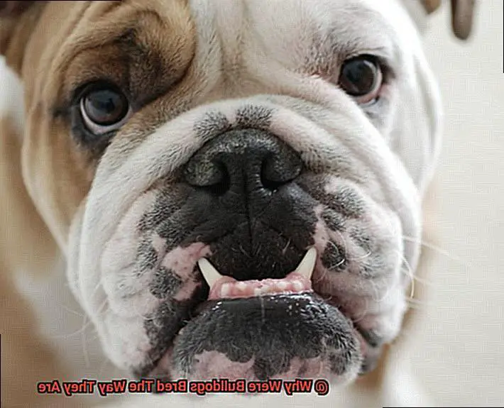 Why Were Bulldogs Bred The Way They Are-4