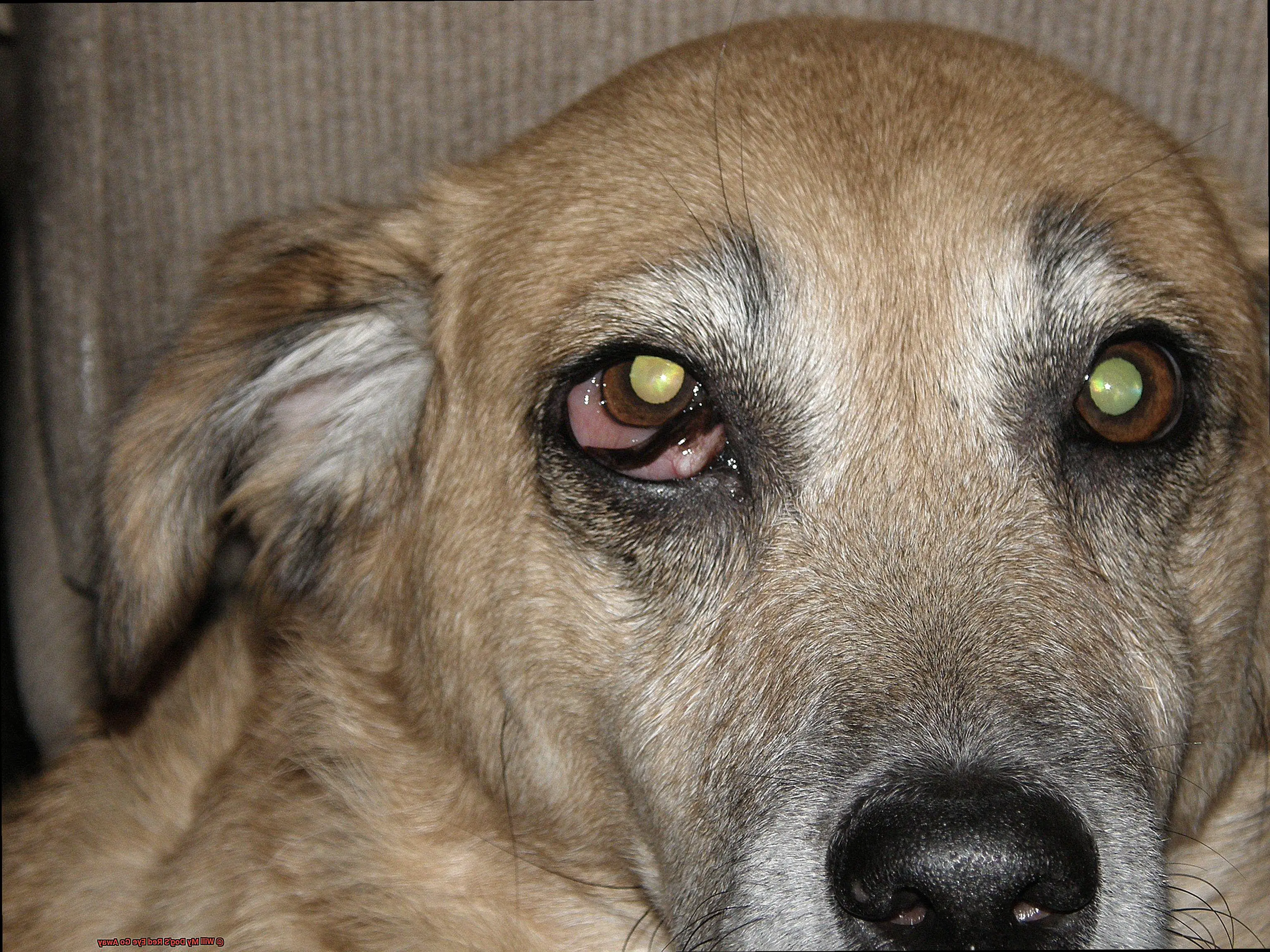 Will My Dog'S Red Eye Go Away-2