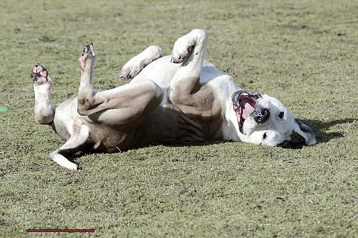 Are Dogs Happy When They Roll On Their Backs-2