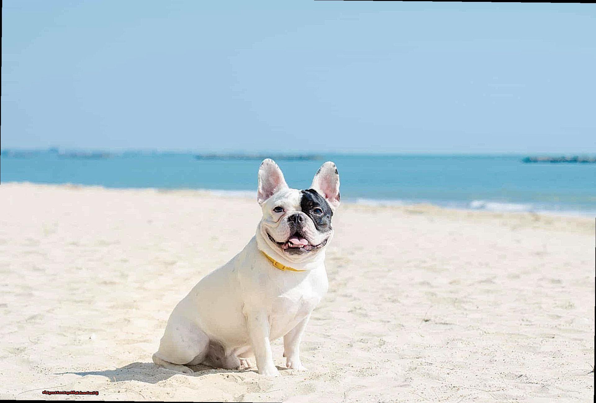 Can French Bulldogs Live A Long Life-2