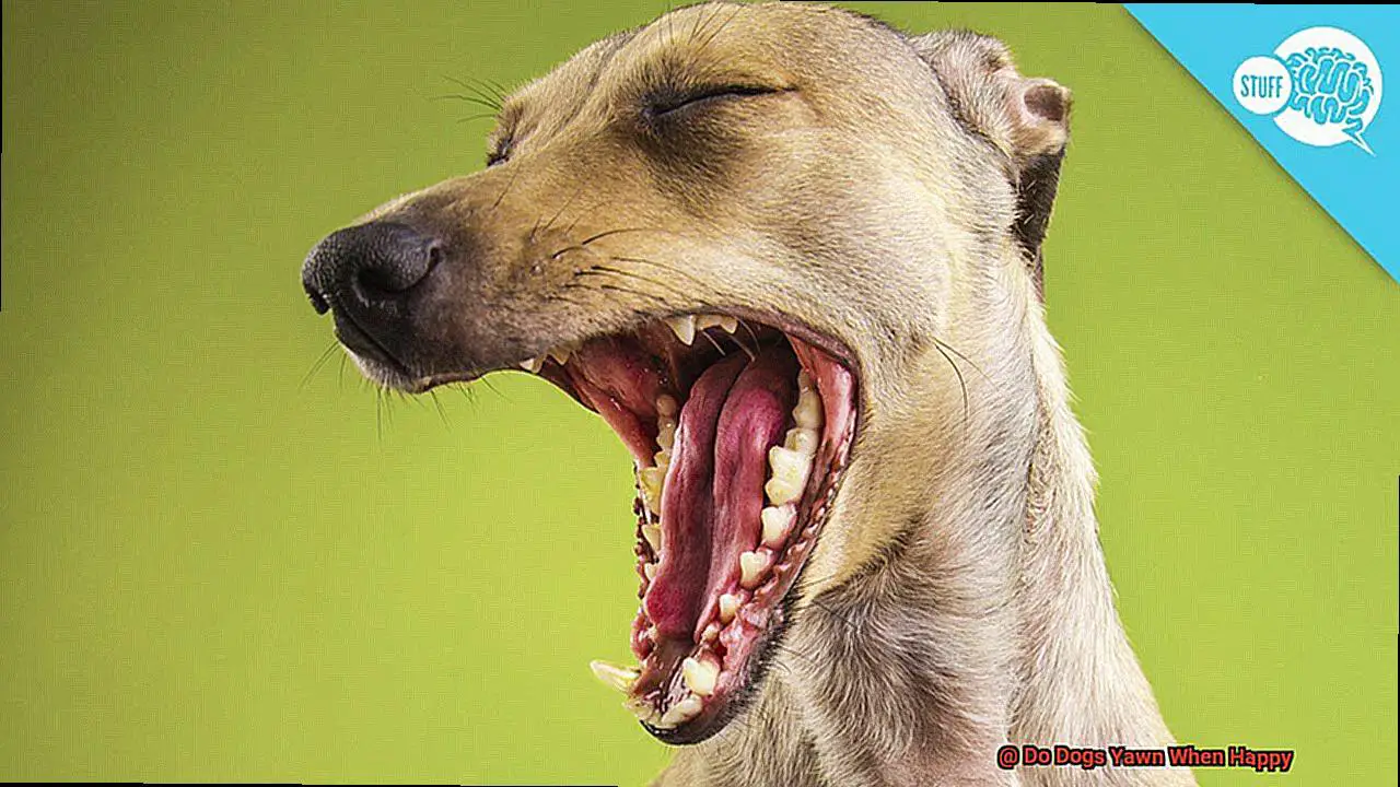 Do Dogs Yawn When Happy-2