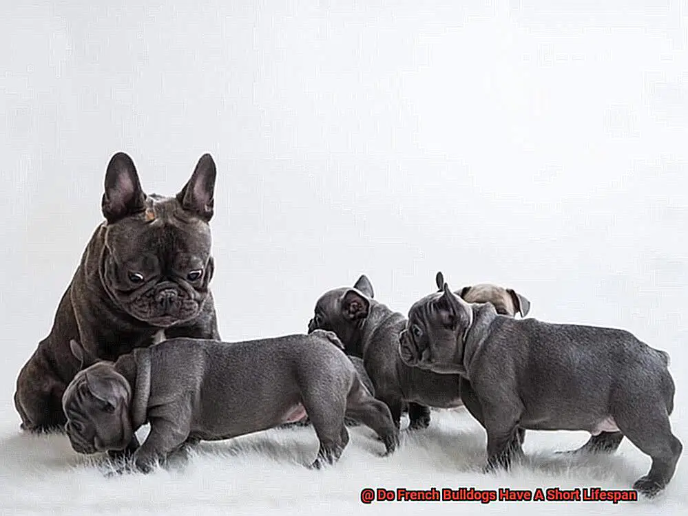 Do French Bulldogs Have A Short Lifespan-2
