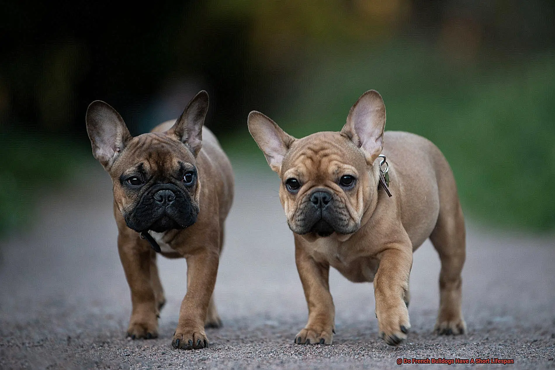 Do French Bulldogs Have A Short Lifespan-3