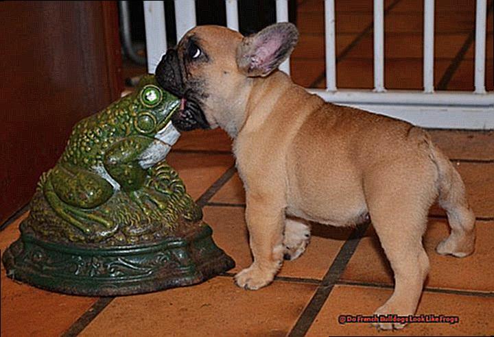 Do French Bulldogs Look Like Frogs-2