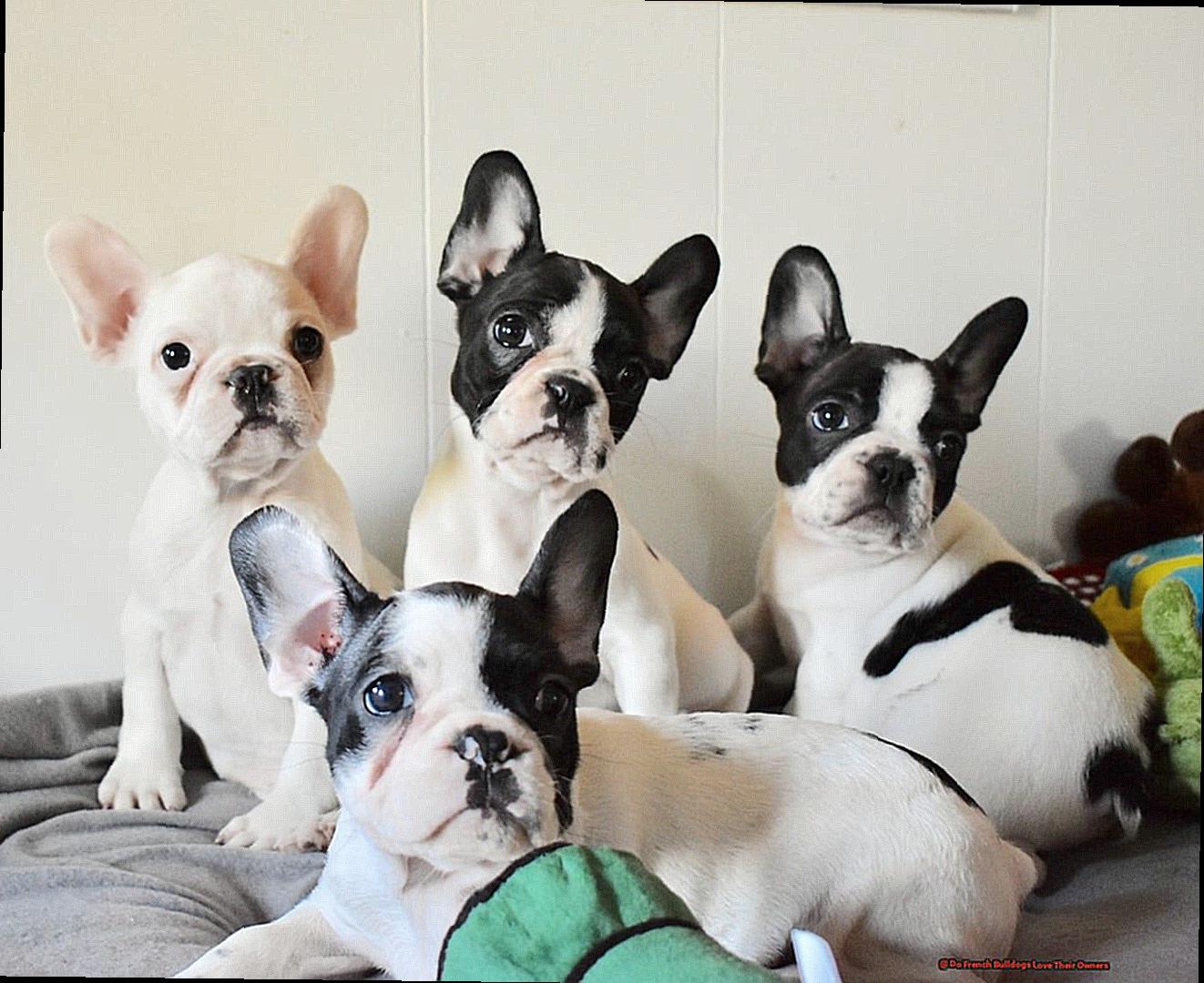Do French Bulldogs Love Their Owners-3