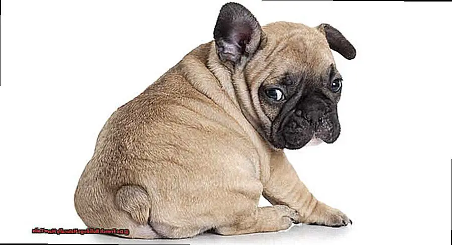 Do French Bulldogs Naturally Have Tails-2