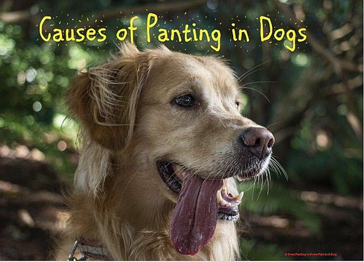 Does Panting Indicate Pain In A Dog-2