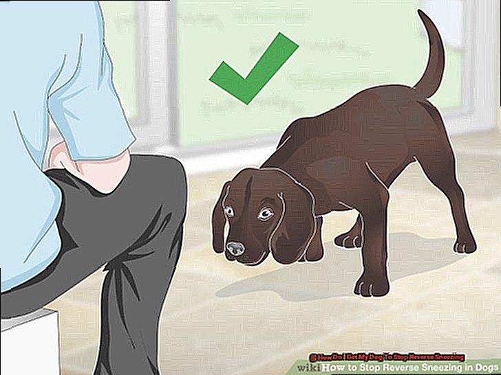 How Do I Get My Dog To Stop Reverse Sneezing-2