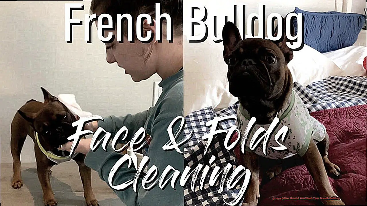 How Often Should You Wash Your French Bulldog-2
