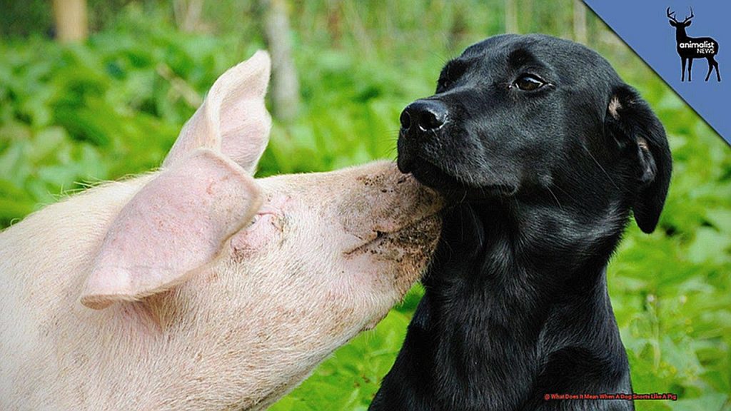 What Does It Mean When A Dog Snorts Like A Pig?