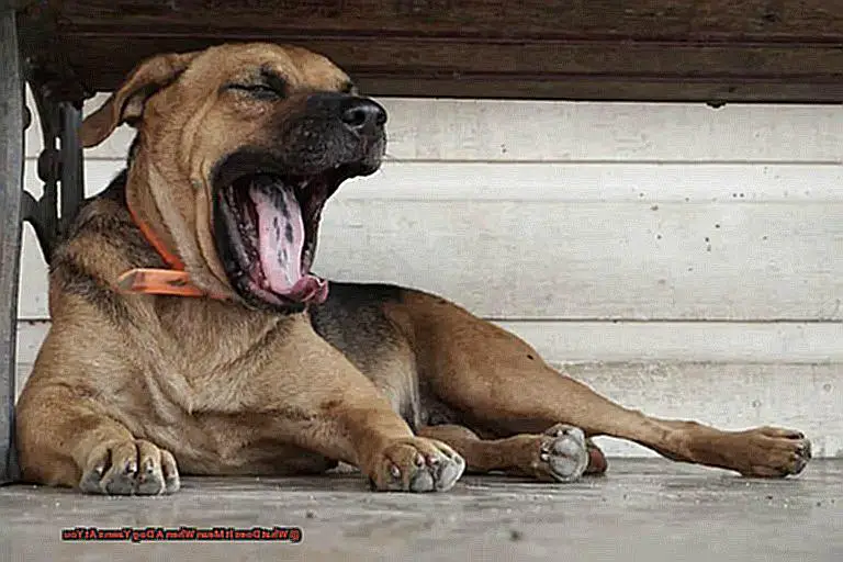 What Does It Mean When A Dog Yawns At You-3