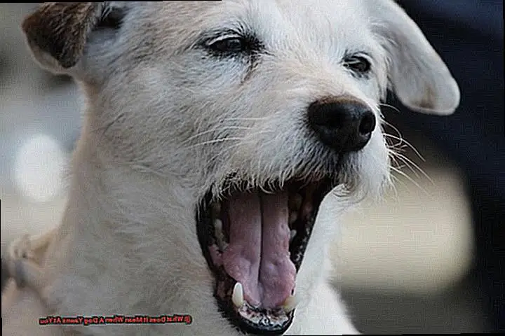 What Does It Mean When A Dog Yawns At You-2