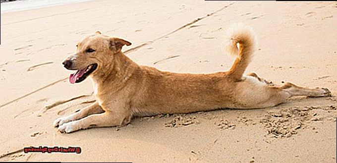 What Is Dog Splooting-3