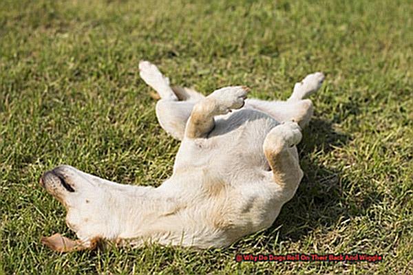 Why Do Dogs Roll On Their Back And Wiggle-2