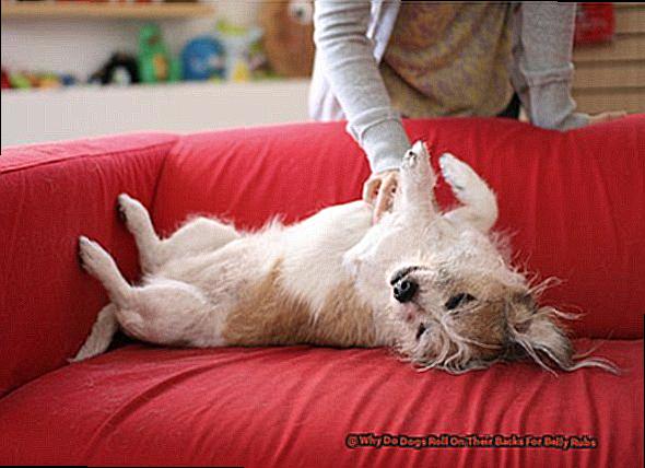 Why Do Dogs Roll On Their Backs For Belly Rubs-3