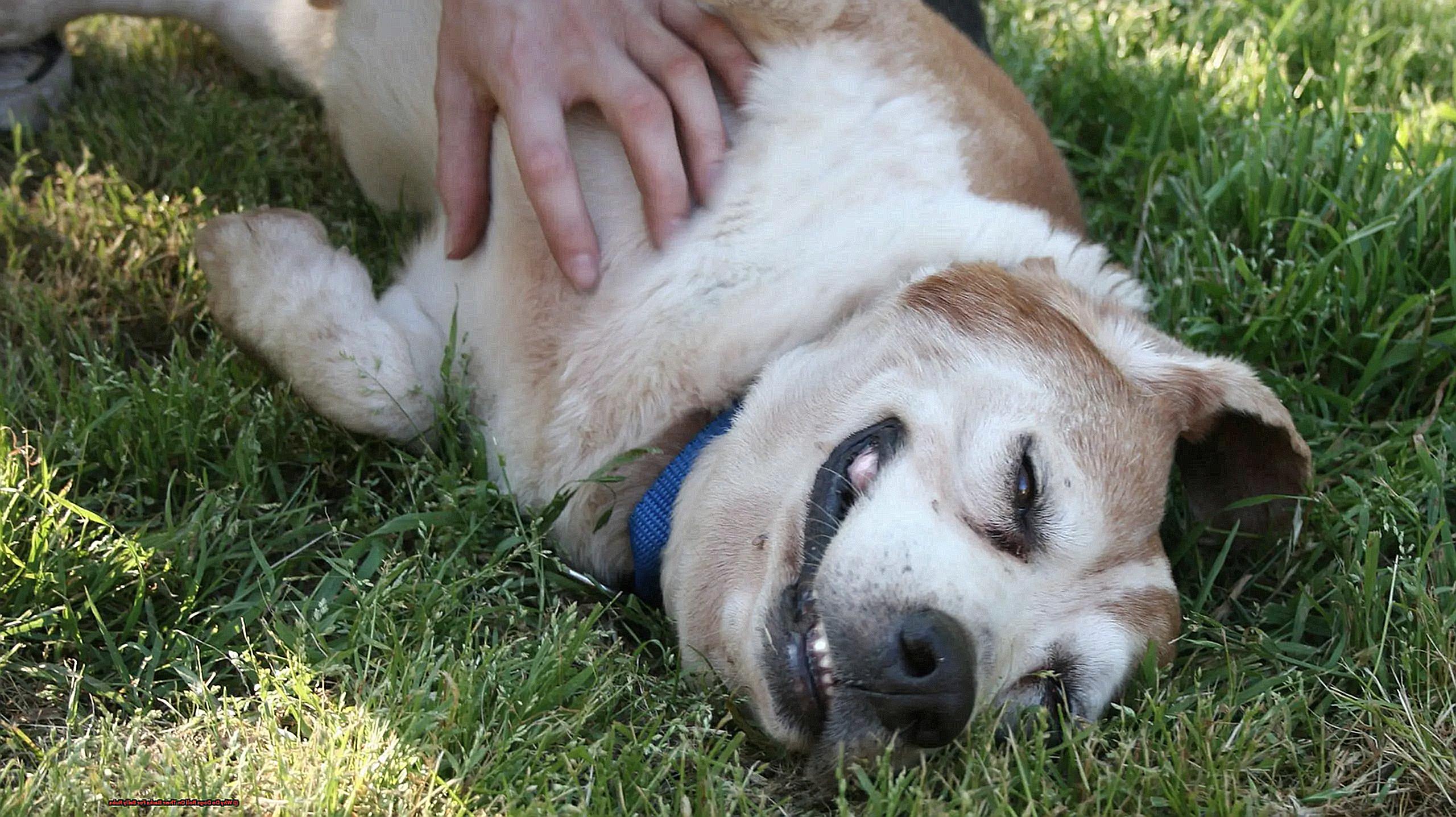 Why Do Dogs Roll On Their Backs For Belly Rubs-2