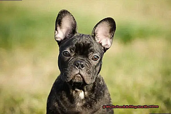 Why Do French Bulldogs Live Short Lives-2