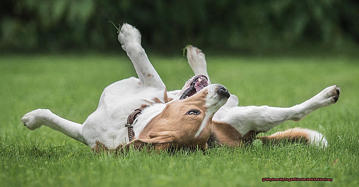 Why Does My Dog Roll On Her Back And Go Crazy-2