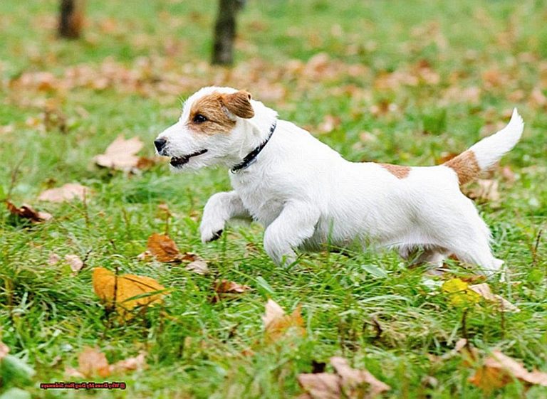 Why Does My Dog Run Sideways?