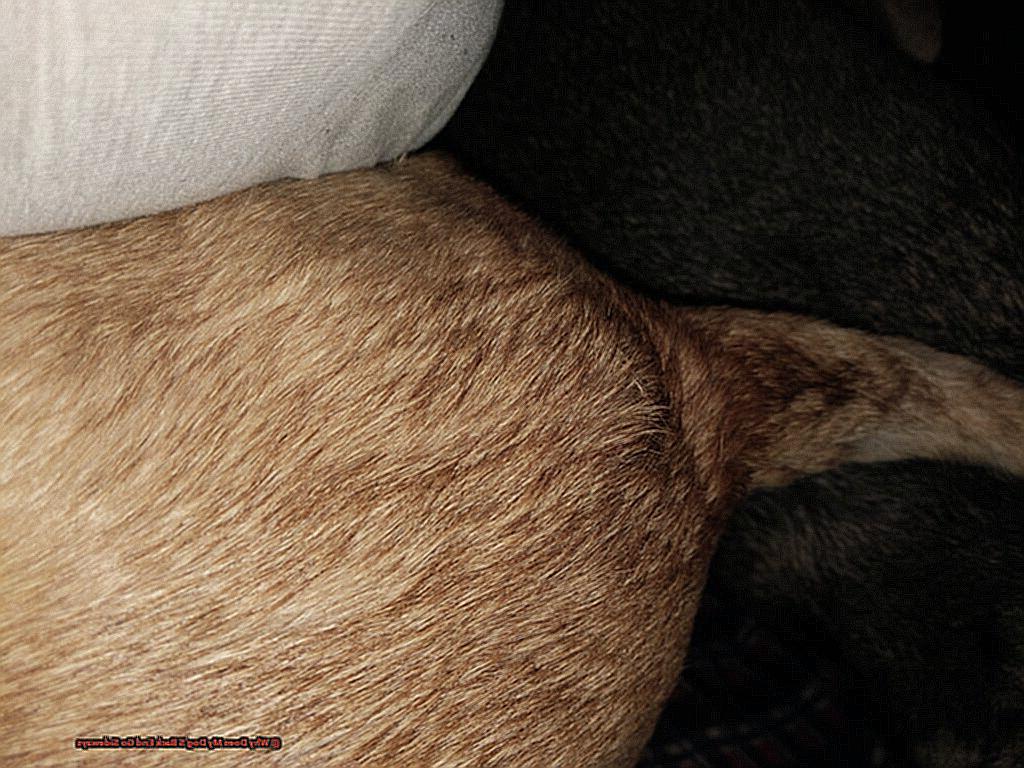 Why Does My Dog'S Back End Go Sideways-2