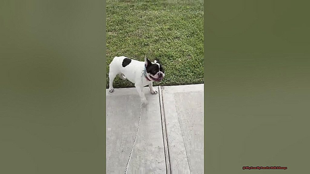 Why Does My Frenchie Walk Sideways?