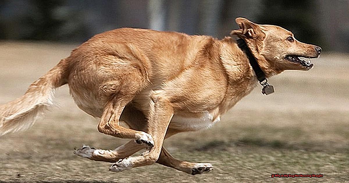 Why Is My Dog Not Running Straight-2