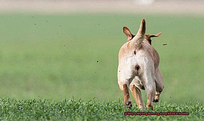 Why Is My Dog Running Away All Of A Sudden-2