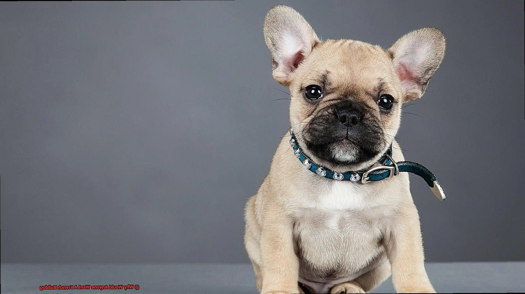 Why Would Anyone Want A French Bulldog-2